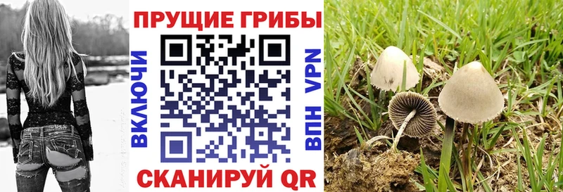 Псилоцибиновые грибы GOLDEN TEACHER  где купить наркоту  Калининград 